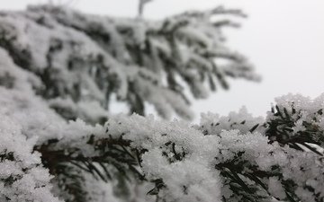 снег, природа, елка, зима, макро, пейзаж