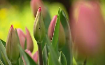 бутон, весна, букет, тюльпаны