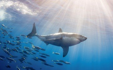 рыбы, акула, подводный мир