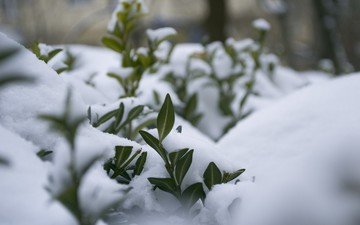 снег, природа, растения, листья, зима, макро, мороз