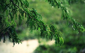 деревья, вода, ветка, листья, макро, ветки, капли, дождь