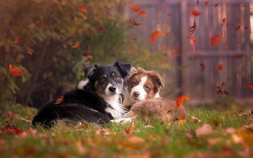 трава, листья, животные, осень, собаки, бордер-колли, листья.собаки