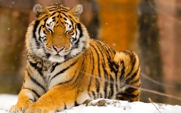 тигр, снег, природа, животные