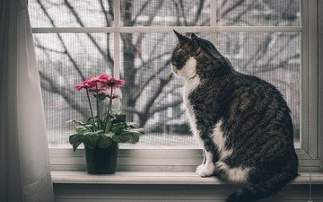 цветы, животные, кот, кошка, окно, подоконник