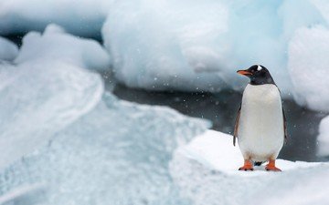 снег, природа, лёд, птицы, птица, клюв, остров, пингвин, антарктида