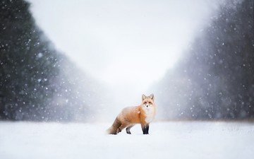 снег, природа, зима, лиса, лисица