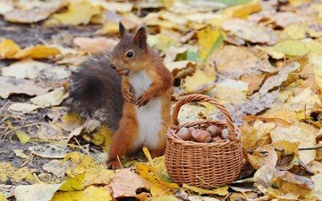 орехи, осень, белка, корзинка