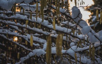 снег, природа, дерево, зима, ветки