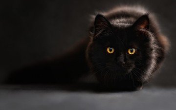 глаза, кот, кошка, черный
