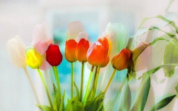 цветы, букет, тюльпаны