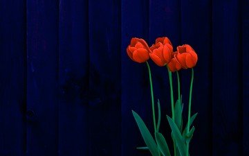 цветы, тюльпаны, поверхность, синий фон, деревянная