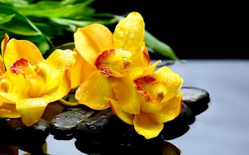 цветы, камни, макро, отражение, капли, жёлтая, желтые, орхидея, чёрные, орхидеи