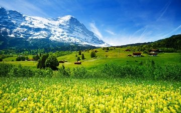 цветы, трава, горы, природа, пейзаж, швейцария, дома, луг, желтые, горная деревня