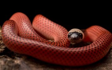 змея, рептилия, пресмыкающееся, black-collared snake, drepanoides anomalus