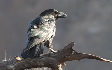птица, клюв, ворон, corvus corax