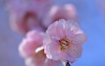 природа, цветение, лепестки, весна, сакура