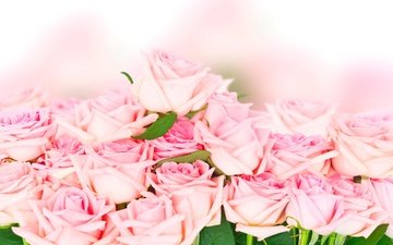 розы, романтик,  цветы, розовые розы, роз, влюбленная, пинк