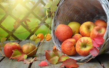 листья, ветки, фрукты, яблоки, доски, корзина, плоды, физалис