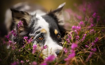 цветы, взгляд, собака, друг, австралийская овчарка, ghanima, dackelpuppy
