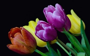 цветы, бутоны, фон, разноцветные, тюльпаны
