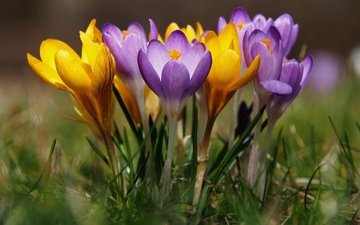 цветы, весна, крокусы, боке, шафран