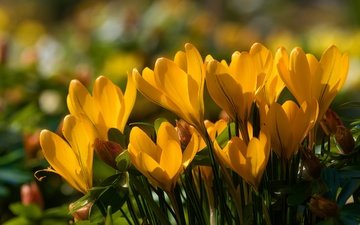 цветы, весна, желтые, крокусы, шафран