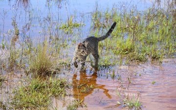 трава, вода, кошка