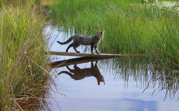 трава, вода, отражение, доска, кошка