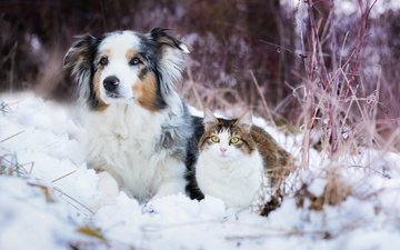 снег, зима, кошка, собака, австралийская овчарка