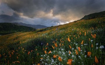 цветы, горы, луг, калифорния, эшшольция, калифорнийский мак, ка­ли­фор­нийс­кая, walker canyon, temescal mountains