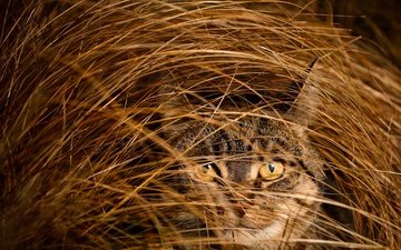 глаза, трава, кот, мордочка, кошка, взгляд
