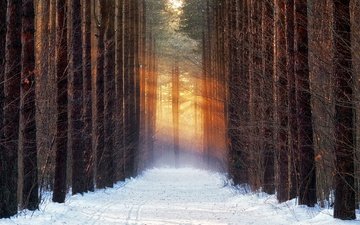 дорога, деревья, снег, лес, зима