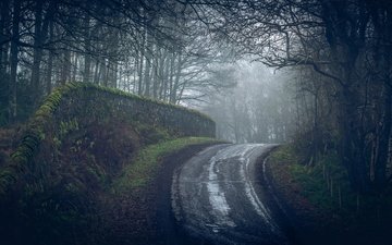 дорога, деревья, лес, туман