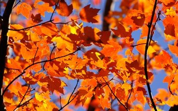 небо, природа, листья, ветки, осень