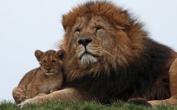 львы, семья, лев, львёнок