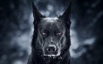морда, снег, фон, взгляд, собака, черная, немецкая овчарка