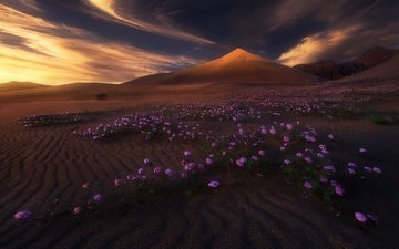 свет, цветы, облака, горы, природа, пустыня, дюны