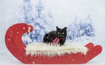 зима, кот, кошка, взгляд, черный, сани, фотосессия, шарфик