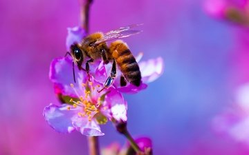 природа, насекомое, цветок, растение, пчела