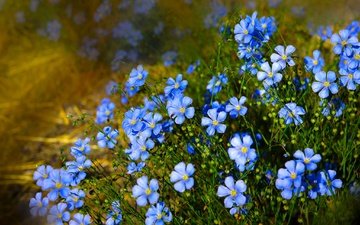 цветы, природа, голубые, лен