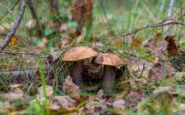 природа, лес, грибы, гриб, подосиновики, осенние листья