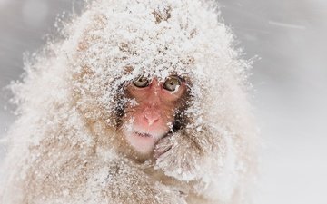 снег, природа, обезьяна, японский макак, snow monkeys, снежная обезьяна