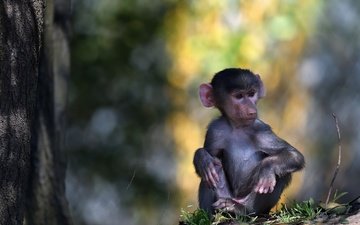 природа, животные, обезьяна, бабуин, paul van allen