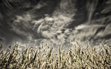 небо, облака, природа, поле, кукуруза