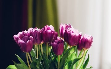 цветы, фон, букет, тюльпаны