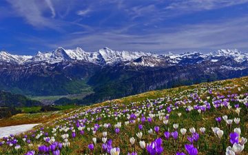 цветы, трава, горы, снег, склон, весна, крокусы, крокус