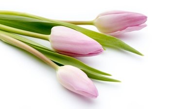 цветы, букет, тюльпаны, розовые, красива, тульпаны,  цветы, парное, пинк