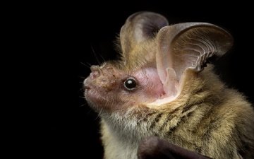 животное, уши, летучая мышь, corben s long-eared bat, nyctophilus corbeni, jasmine vink