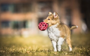 собака, щенок, игра, мяч, колли