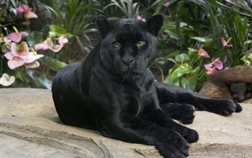 взгляд, хищник, ягуар, пантера, черная, дикая кошка